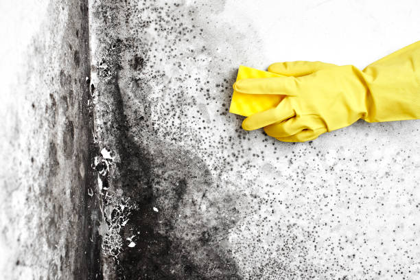 Best Professional Mold Removal  in Hilliard, OH
