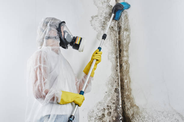Best Attic Mold Removal  in Hilliard, OH
