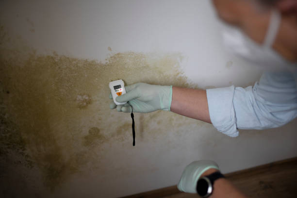 Best Certified Mold Removal  in Hilliard, OH