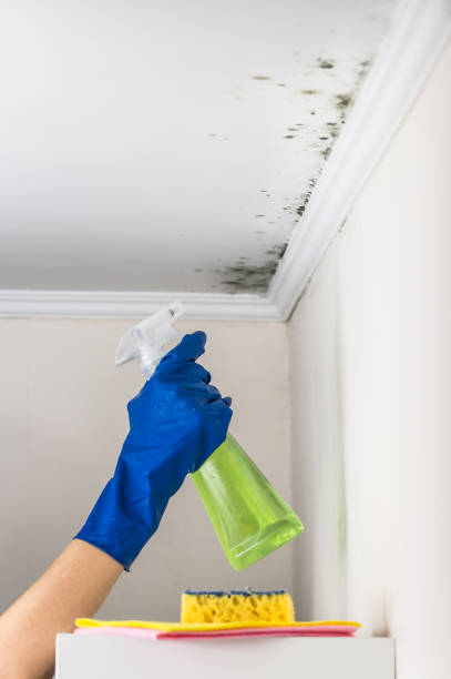 Best Black Mold Removal  in Hilliard, OH