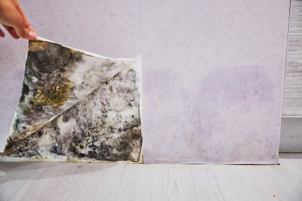 Best Office Mold Removal Services  in Hilliard, OH